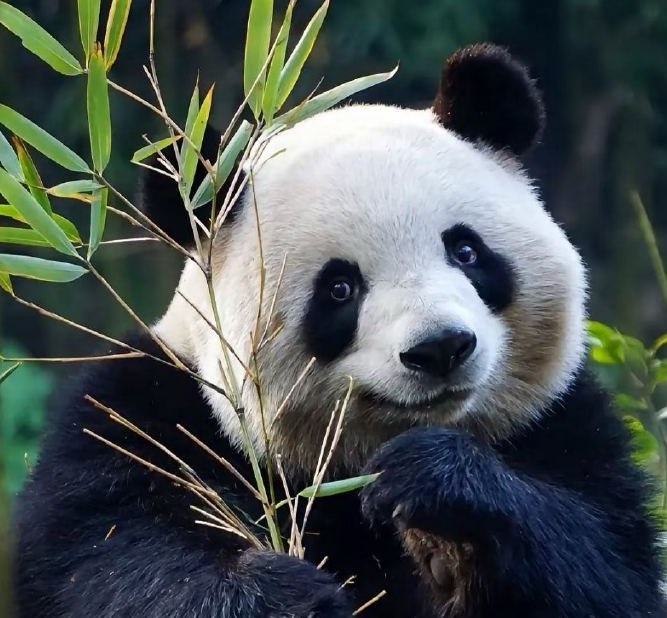 Chengdu